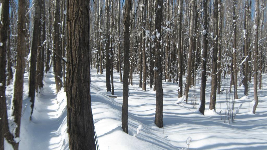 Terrazas En El Bosque Cabanas Malargüe Δωμάτιο φωτογραφία