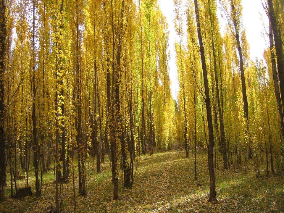 Terrazas En El Bosque Cabanas Malargüe Εξωτερικό φωτογραφία